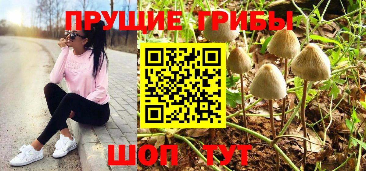 Псилоцибиновые грибы Psilocybe Алапаевск